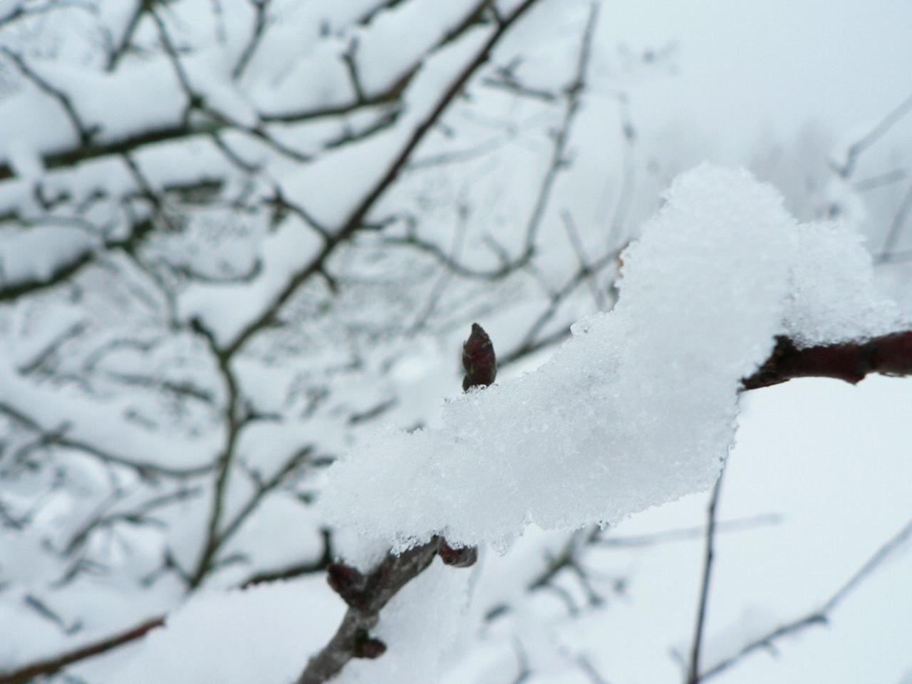 Snow photograph by Rosendahl on PIXINO